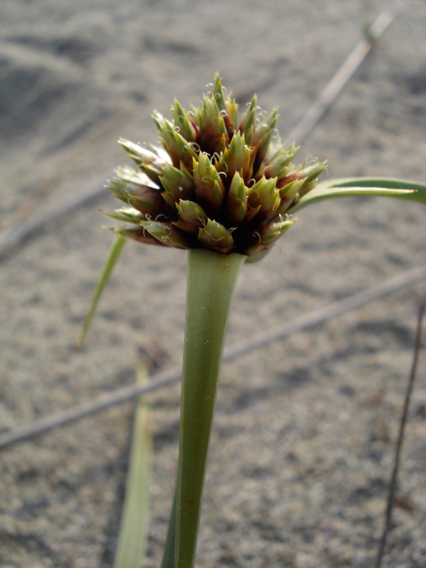 Cyperus capitatus  (=Cyperus kalli) / Zigolo delle sabbie